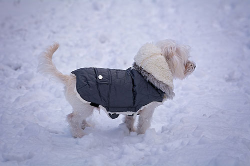 Showcase your Animal Care accessory business to local Ottawa customers.