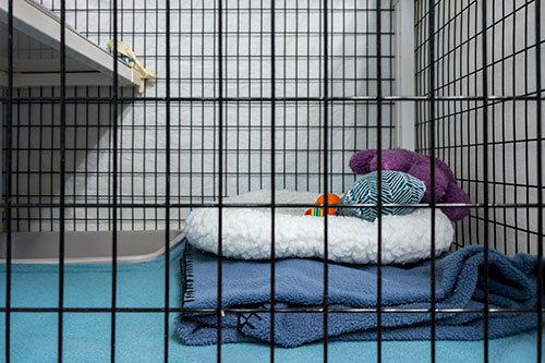 Showcase your Animal Boarding business to local Ottawa customers.