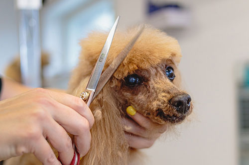 Showcase your Animal Grooming business to local Ottawa customers.