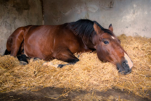 Showcase your Animal Rescue group to local Ottawa customers.